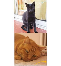 Captura de pantalla 2023-08-06 a las 12.25.09.jpg