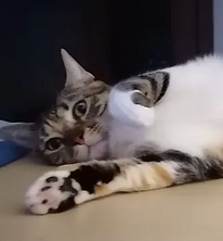 Captura de pantalla 2023-08-06 a las 12.16.02.png