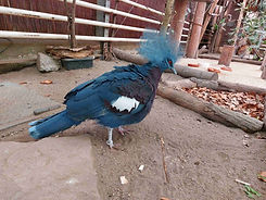 Tierpark Recklinghausen Vogel Maronenbrust-Krontaube.jpg