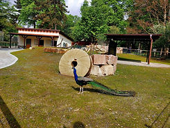 Neuer Eselstall Tierpark Recklinghausen 24.06.2025.jpg