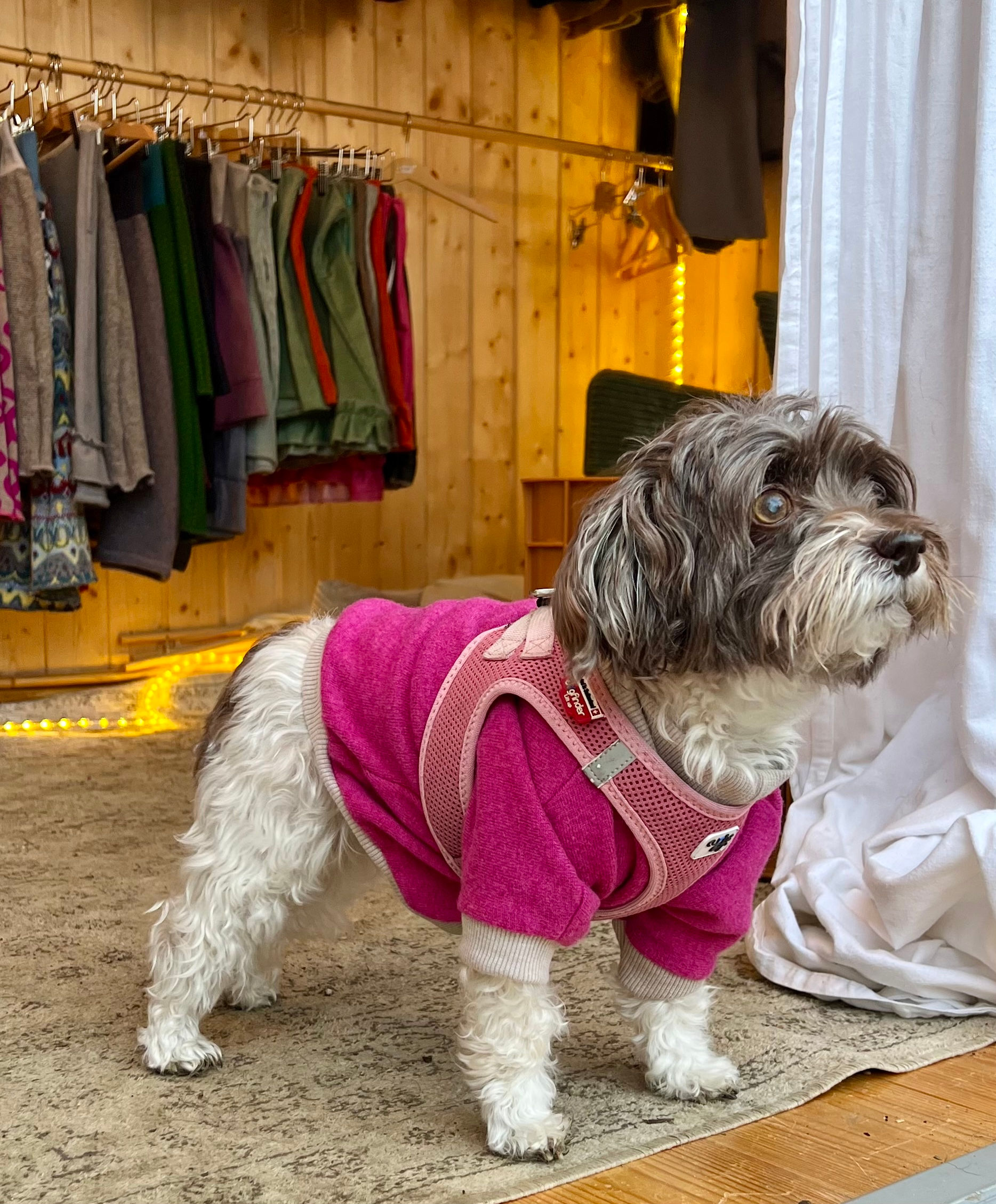Hundepulli aus Wolle pink