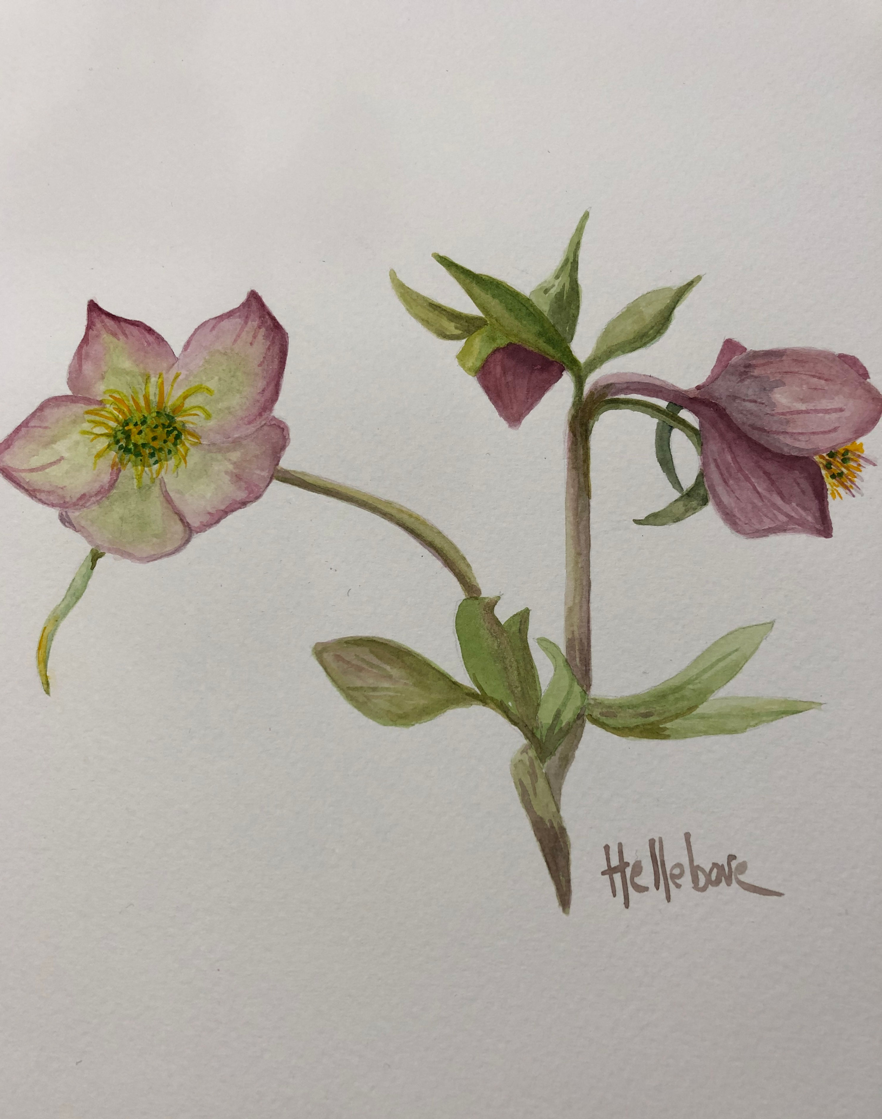 Hellebore
