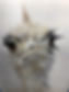 IMG_7620.jpeg