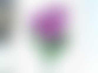 The Search for the Perfect Tulip | Inside the Studio