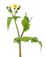 soldato-comune-isolato-su-sfondo-bianco-sonchus-oleraceus-2wt8g2a.png