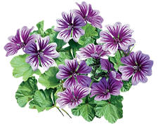 malva_edited.png