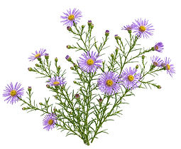 Astro annuale — Symphyotrichum subulatum_edited.jpg