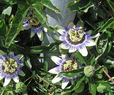 passiflora_coerulea_f9-e1555582689602.jpg