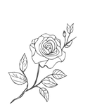 Untitled design (7)_edited.png