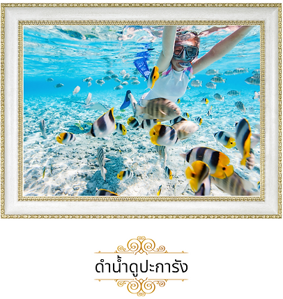 ดำน้ำดูปะการัง