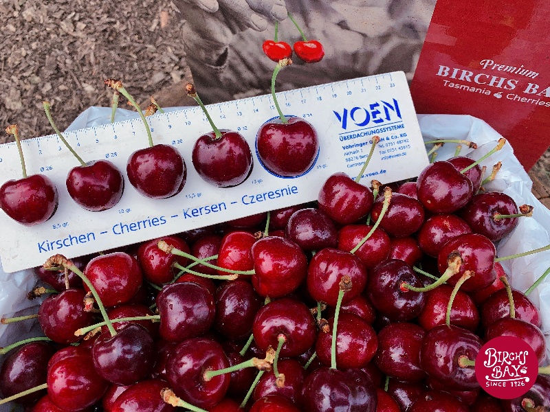 Thumbnail: Birchs Bay車厘子樹認領