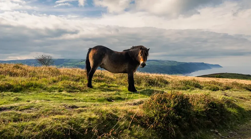 Bossington-Hill-Exmoor-Somerset-106.webp