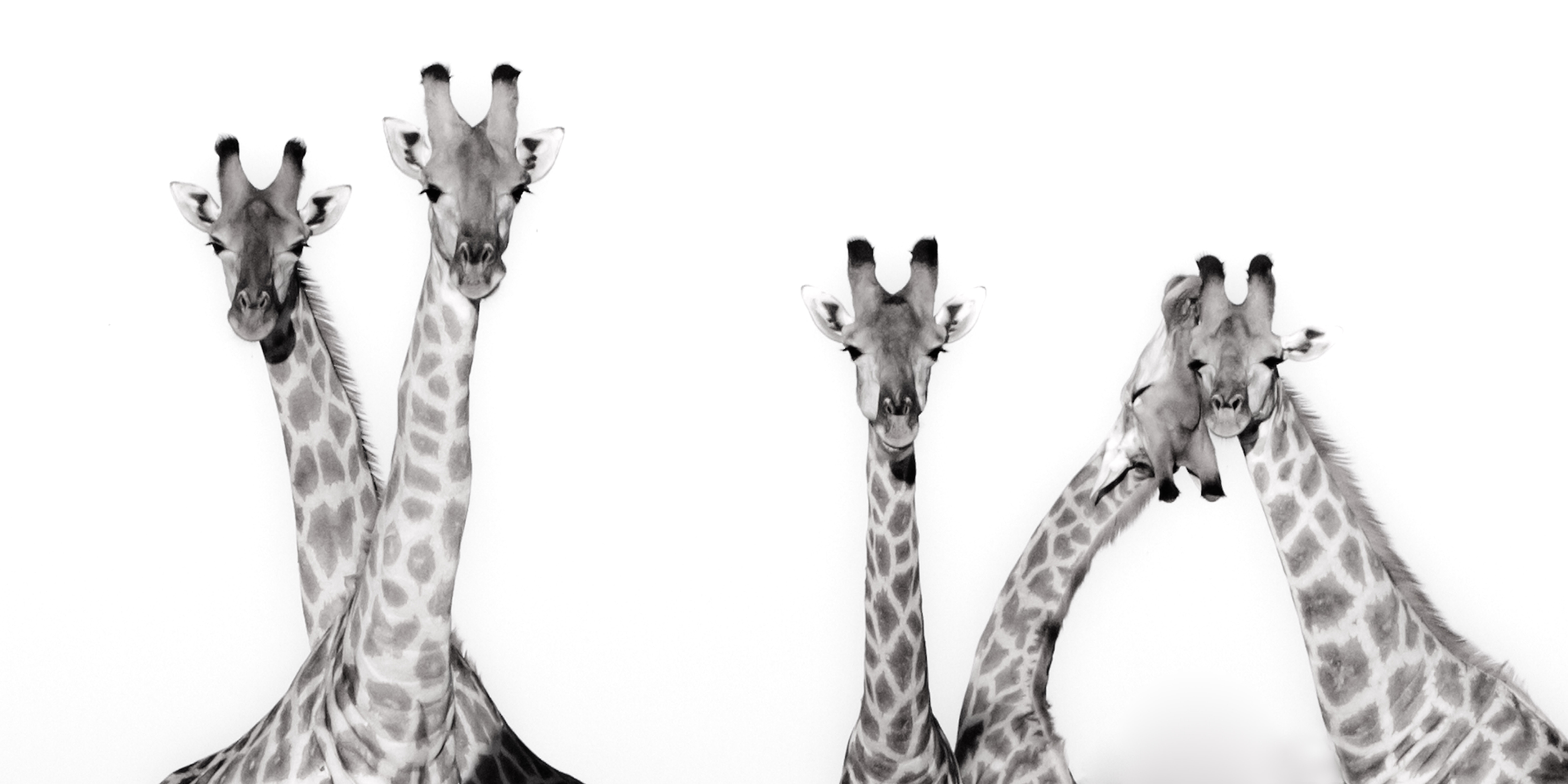 Curious Giraffe