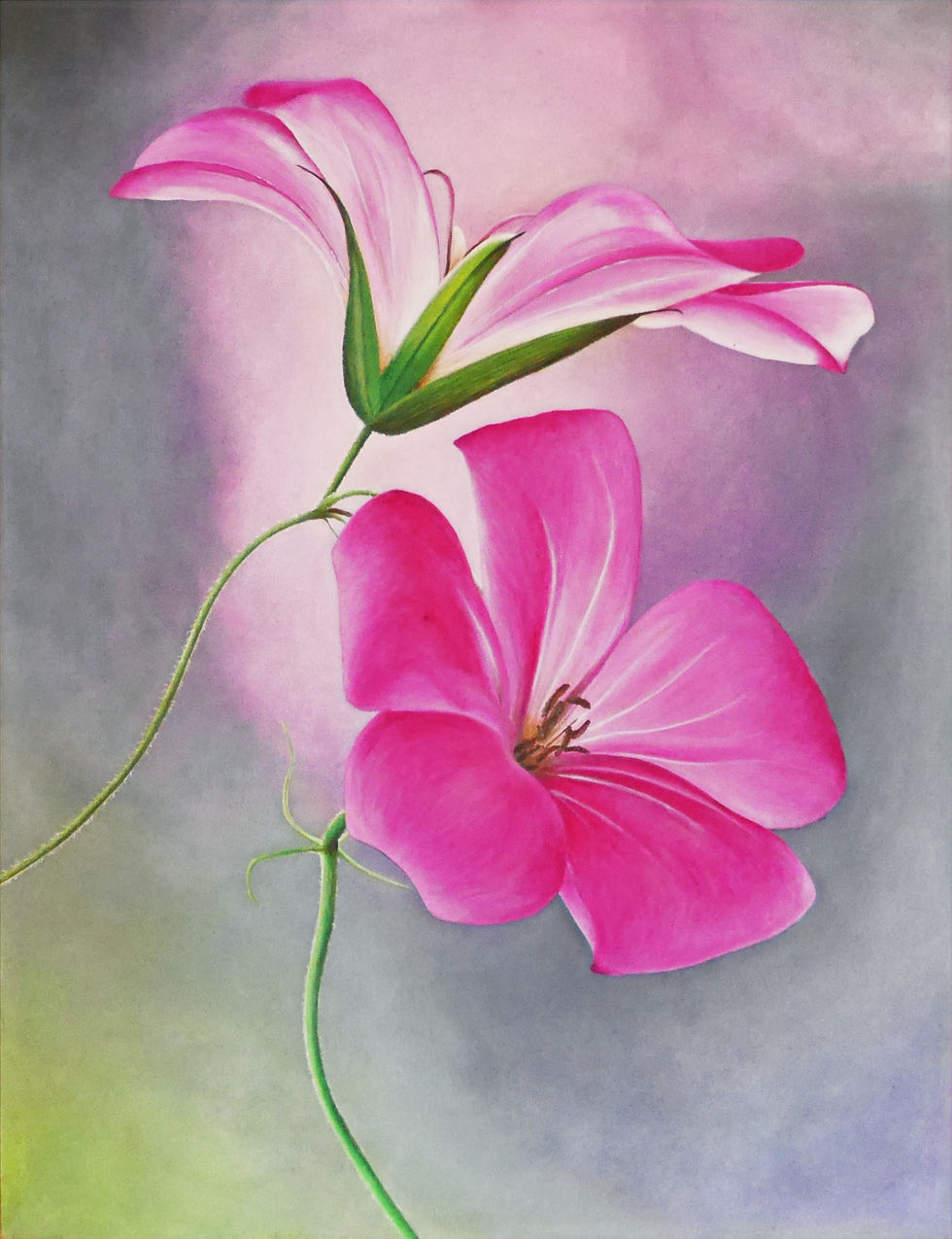 Thumbnail: Geranium - Storchschnabel | Geranium - Cranesbill