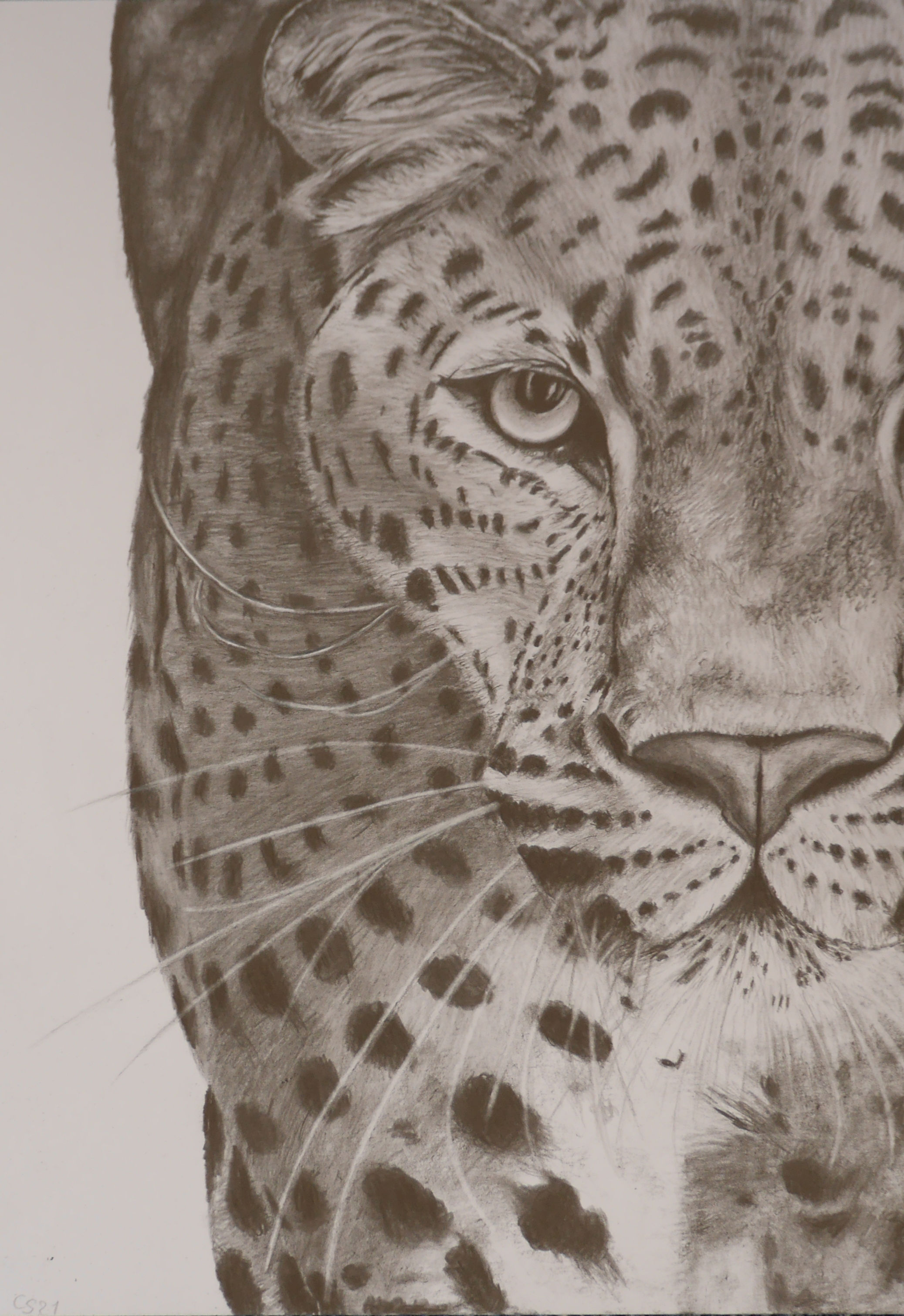 The Big Five - Leopard