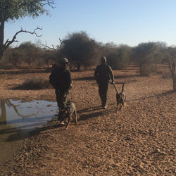 On patrol by the waterhole