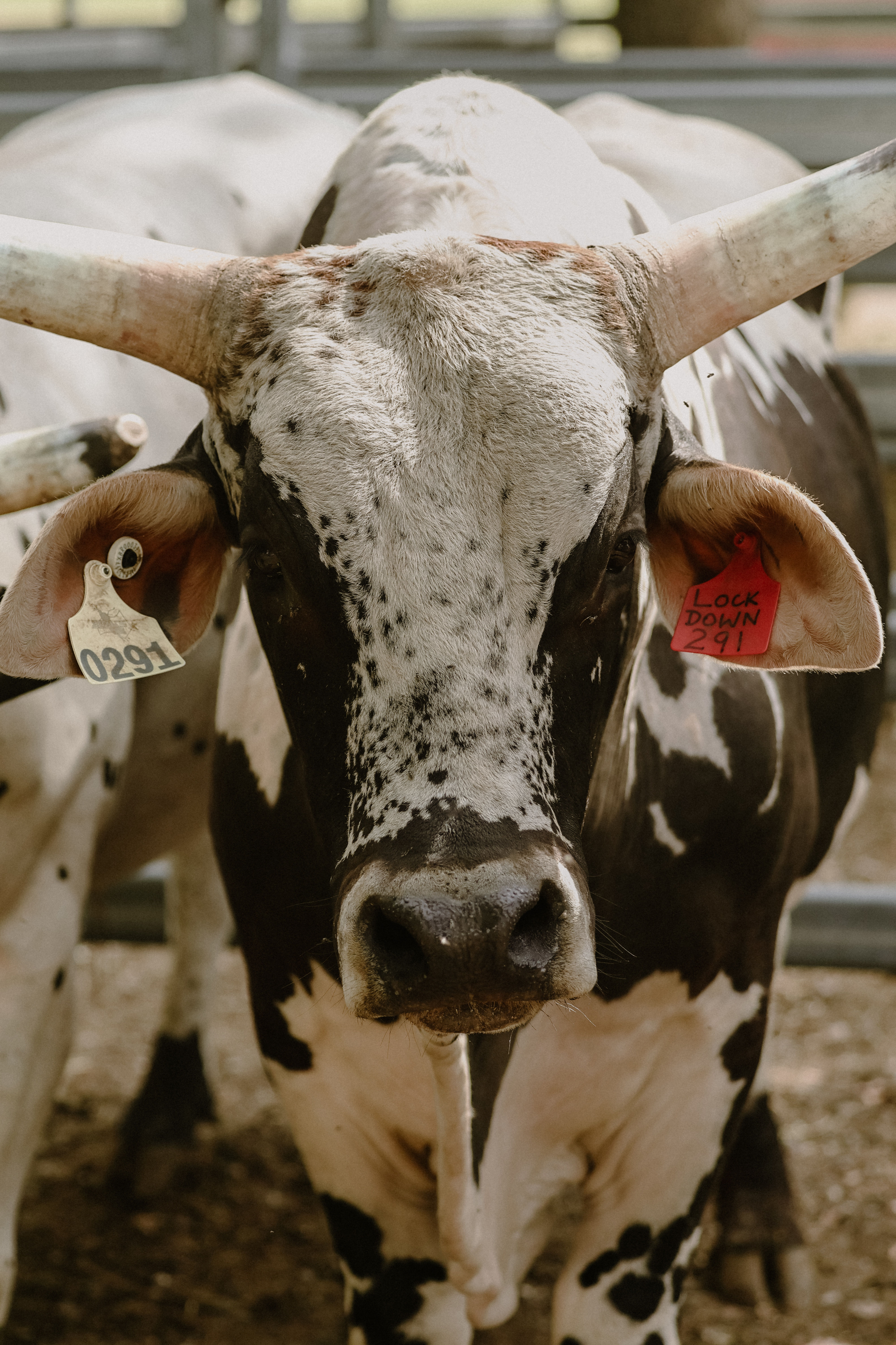 "Lockdown 291" in Colour