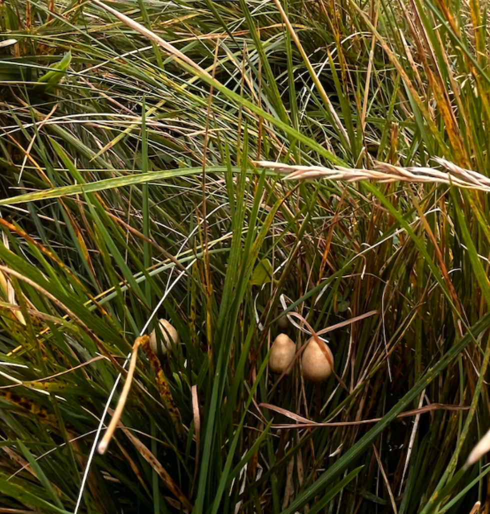 28. Soppens magiske verden