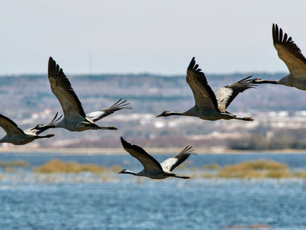 Kortreist: Tranene i Hornborgasjön
