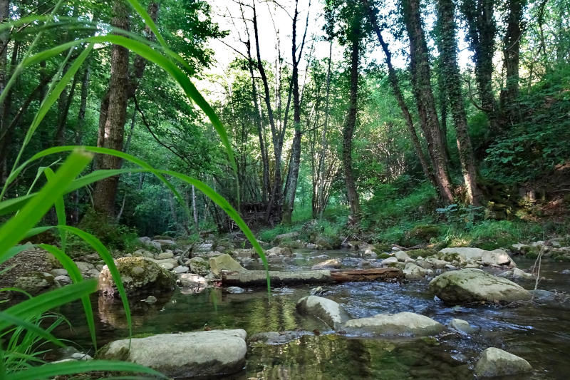 Senderisme botànic a la riera de Vallfogona 