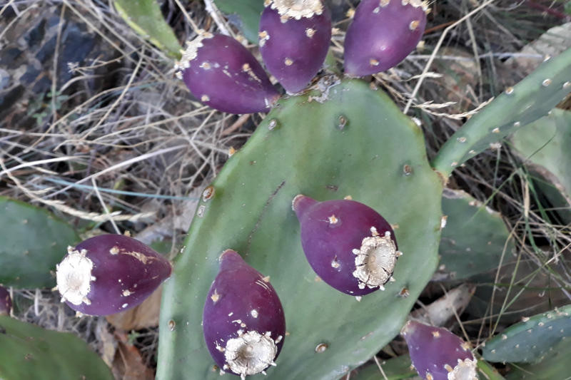Figuera de moro (Opuntia ficus – indica)
