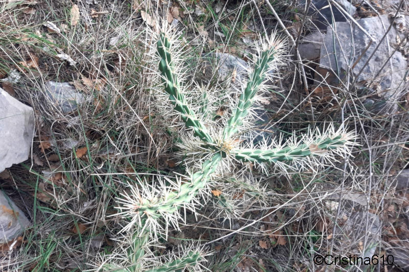 Clavellina (Cylindropuntia imbricata)