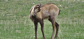 Isard a la serra del Verd