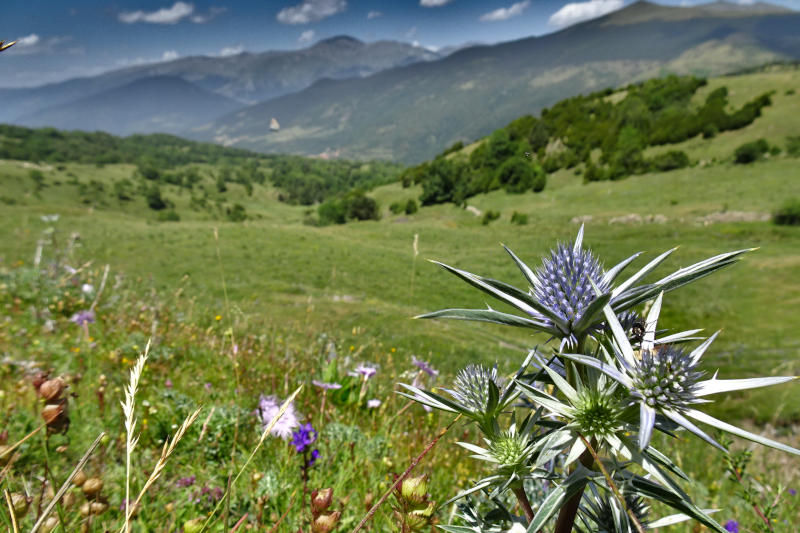 Estanys i basses de la Serra Cavallera