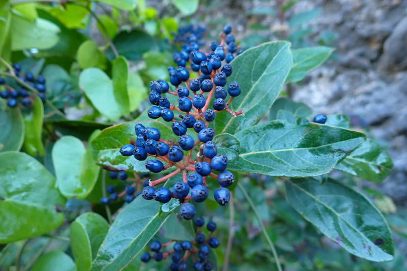 Fruits del marfull (Viburnum tinus), tòxics