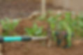 Gardening Rake