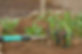 Gardening Rake