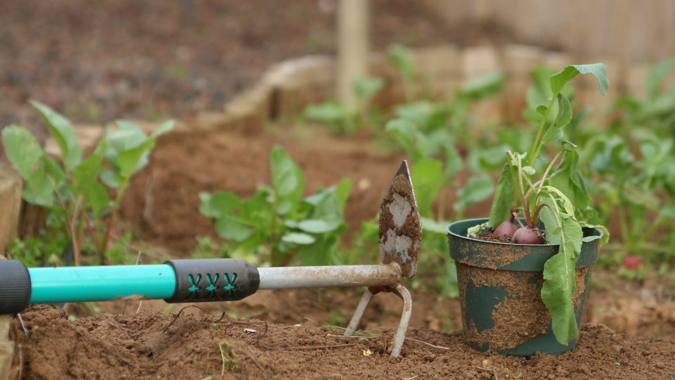 CreekCare: Reveg at Strickland Tce Parklands