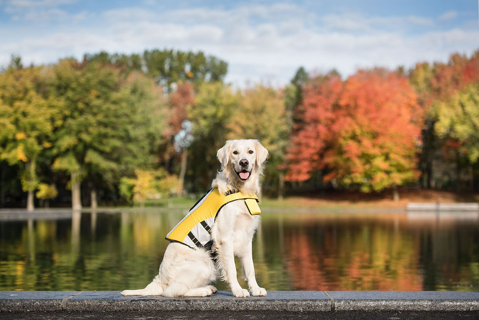 Thumbnail: Life Vest - Dog Life Jacket