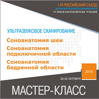 Соноанатомия Быков.png
