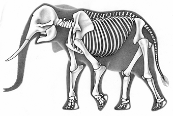 Olifant-geraamte skelet.gif