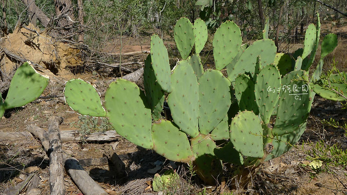 Prickly pear_Flikr_John Tann_CC BY 2.0.jpg