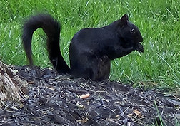 fox squirrel.jpeg