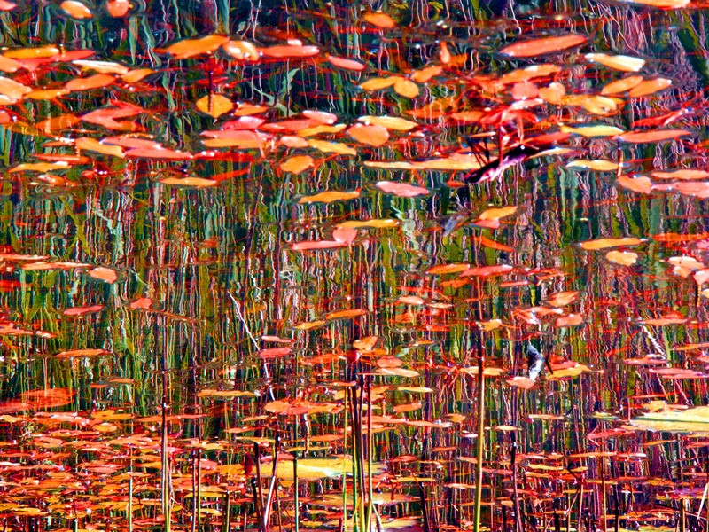 29192212.11_jackson_pollock_4w.jpeg