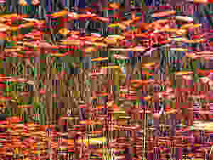 29192212.11_jackson_pollock_4w.jpeg