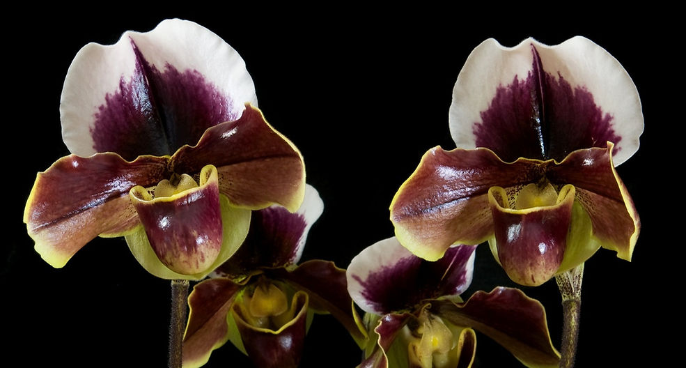 Paphiopedilum