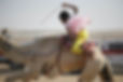 A child camel jockey. Photograph: JL Winters/ASI; Image credit: The Guardian