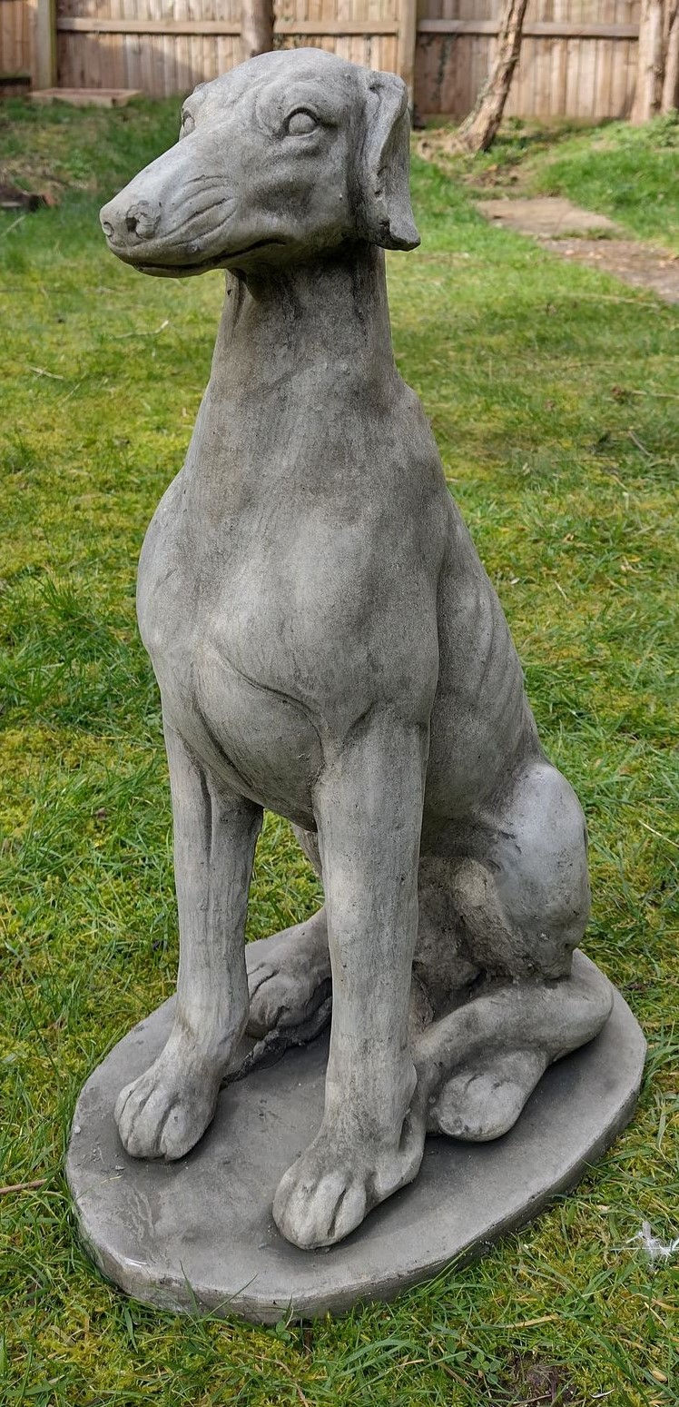 Whippet
