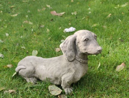 Dachshund