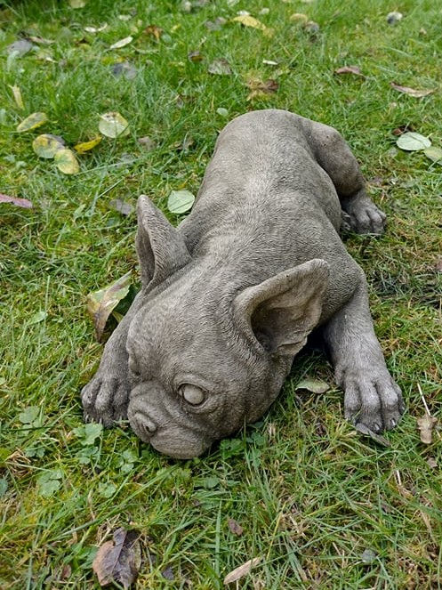 Laying Frenchie