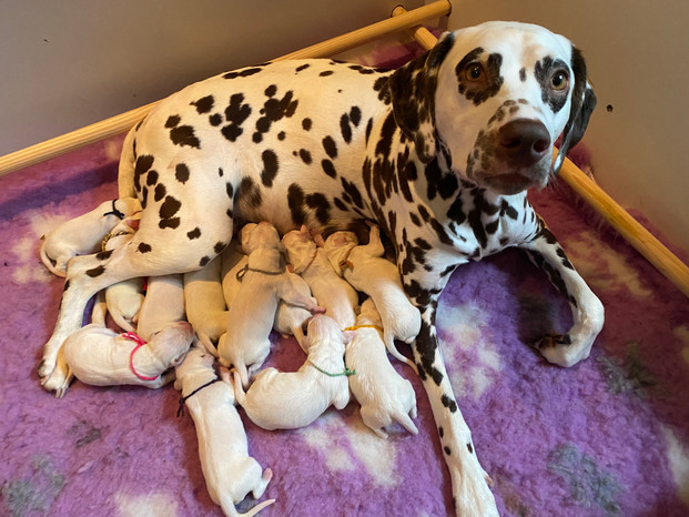 ruby pups.jpeg