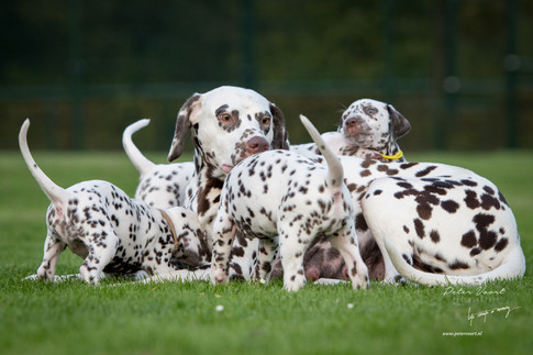 ruby pups peter.jpeg
