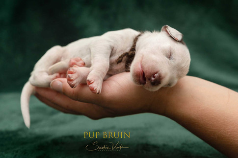bandje bruin hand.jpeg