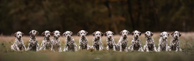 rij pups lotte.jpeg