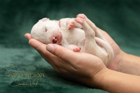 pup licht roze hand.jpeg