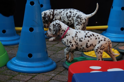 puppy gym 1.jpeg